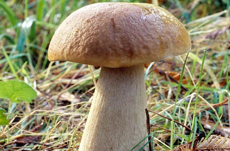 Еловый гриб является самым основным подвидом белых грибов
